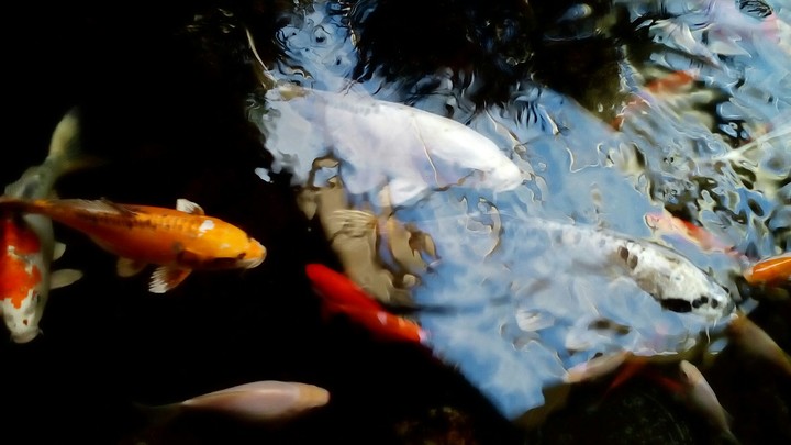 fish