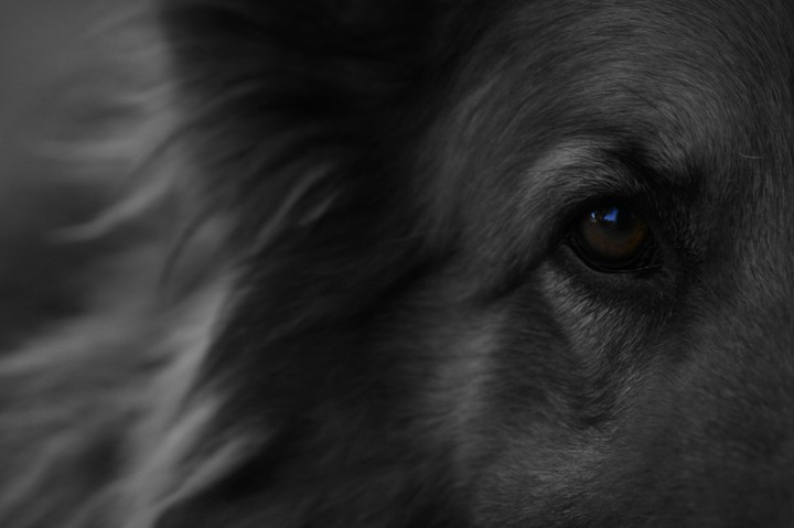 Dog eye