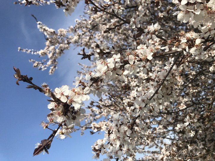 Blossom
