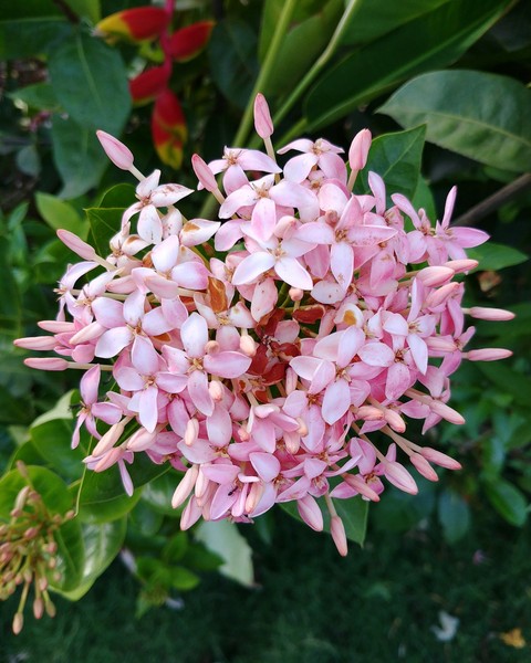 Pink Flowers