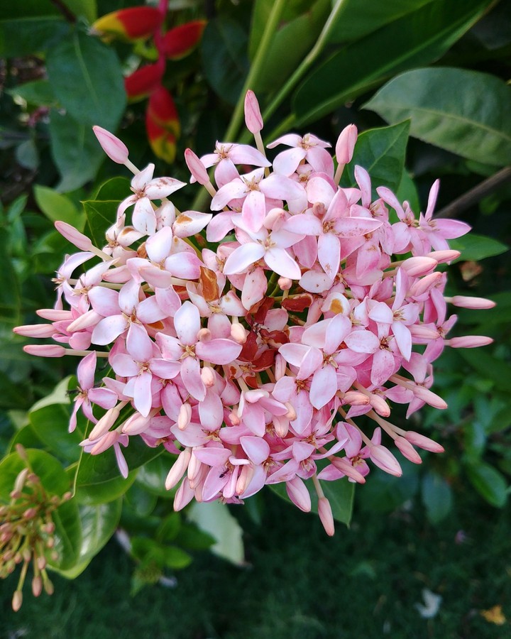 Pink Flowers
