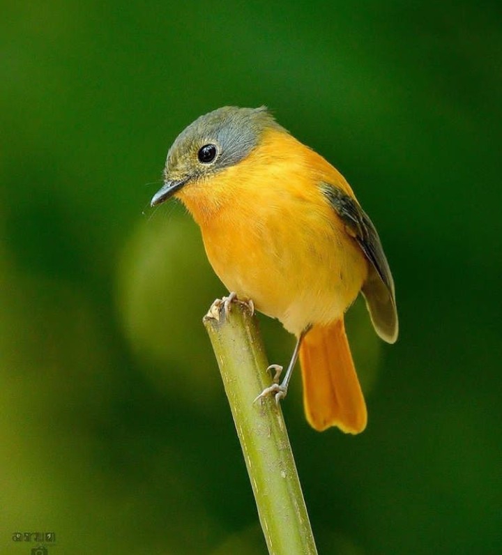 Bird