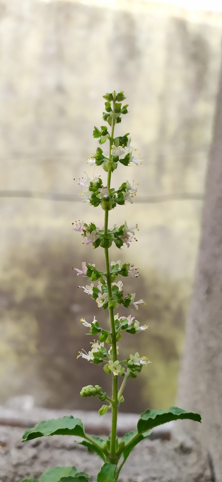 Tulsi