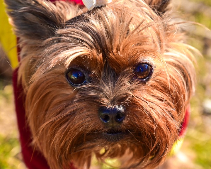 dog
