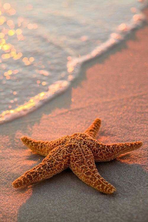 starfish