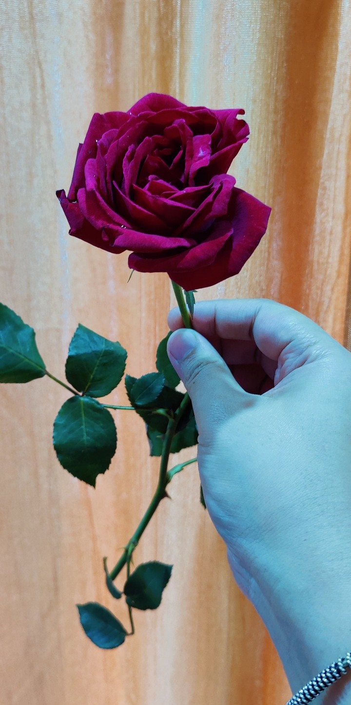 love