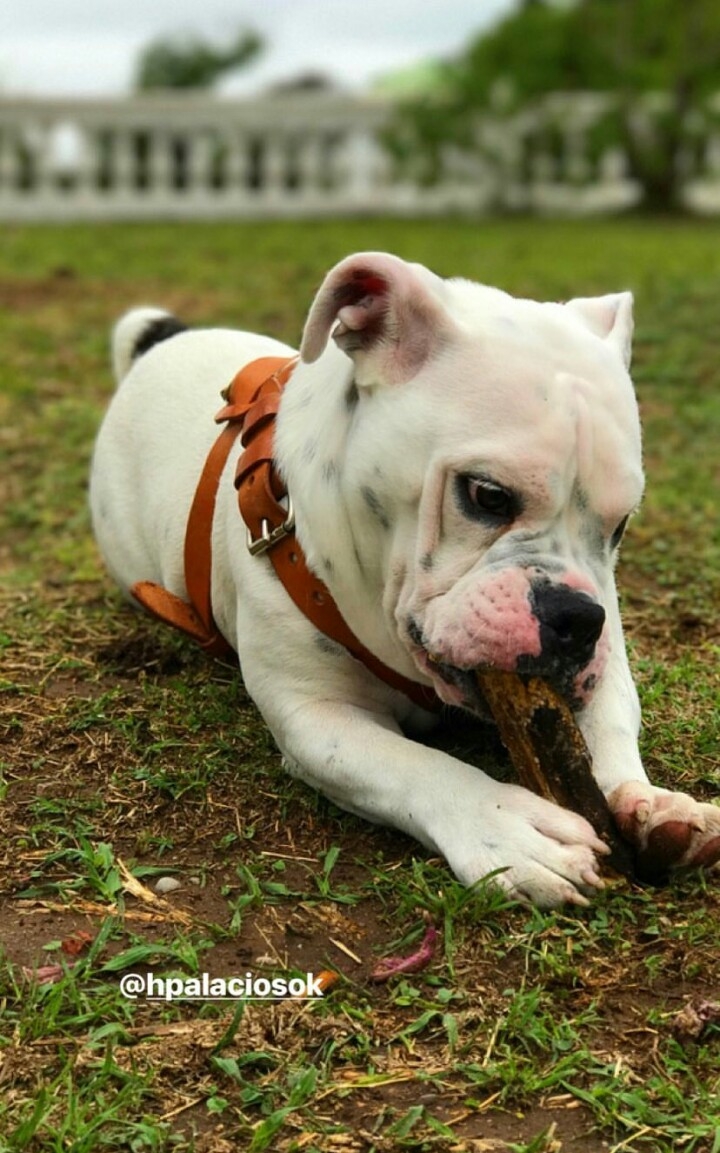 Bulldog