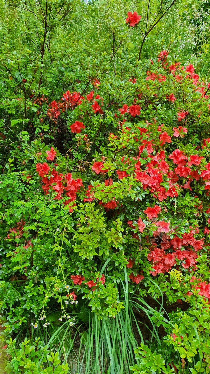 늘푸른(evergreen)