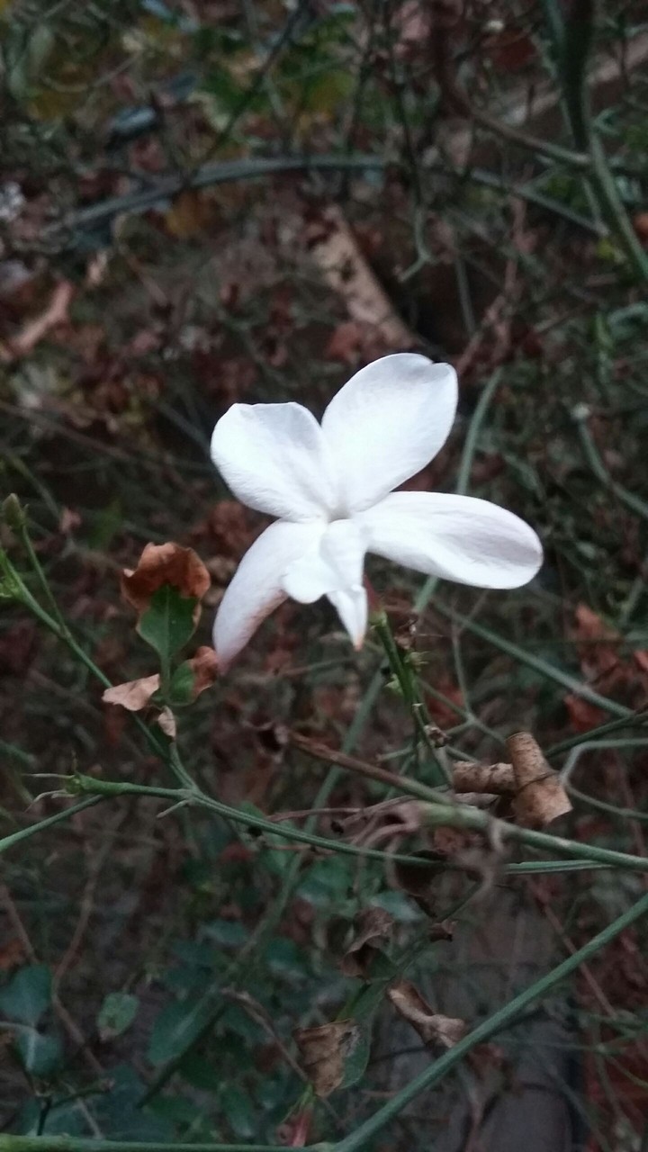 jasmin
