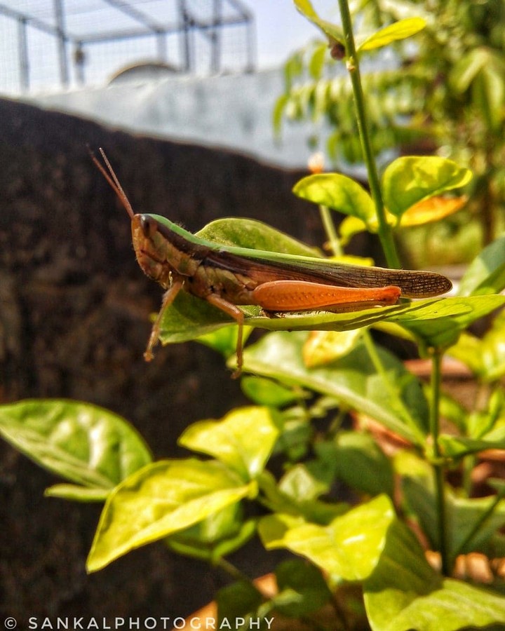 Insect