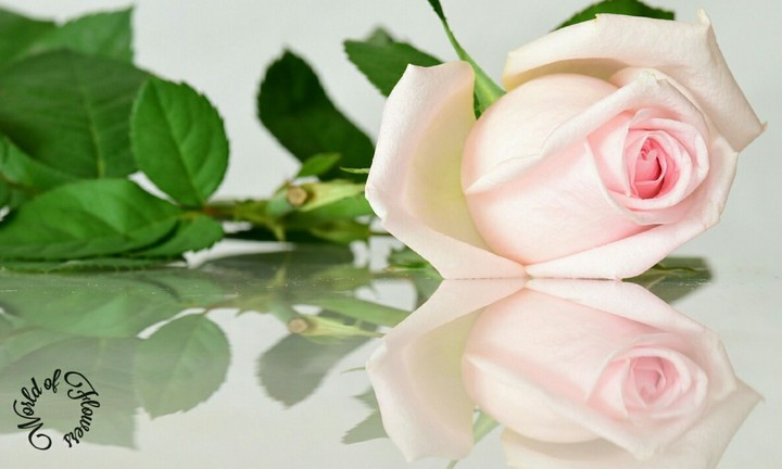 World of Flowers.