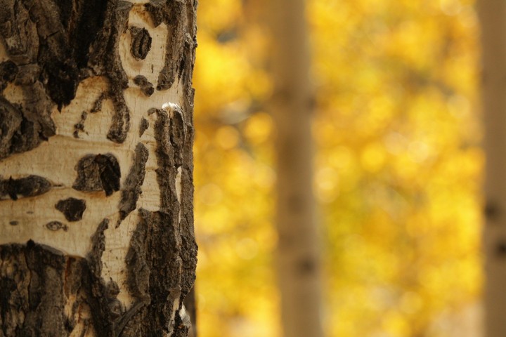 Aspen deconstructed