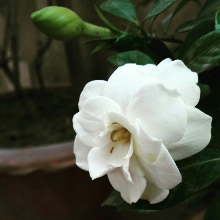 Flower. :)