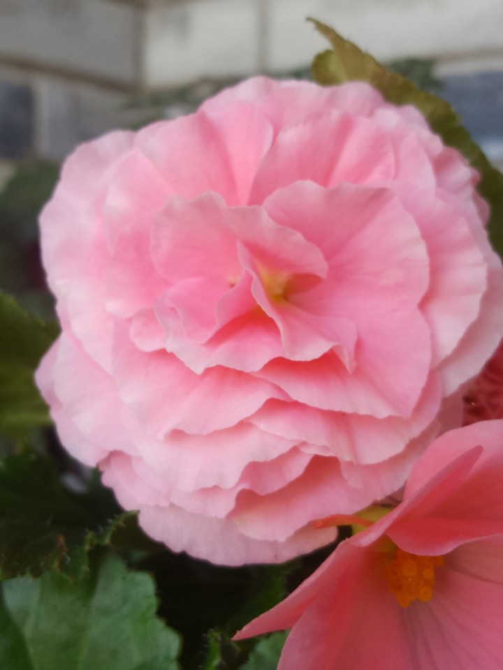 Flowers in Spring
