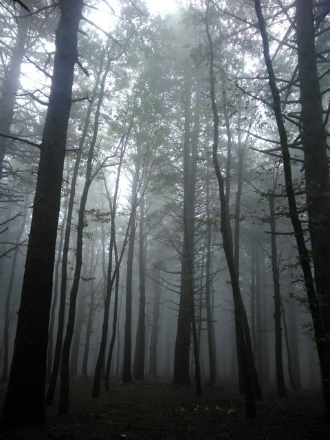 Dark forest