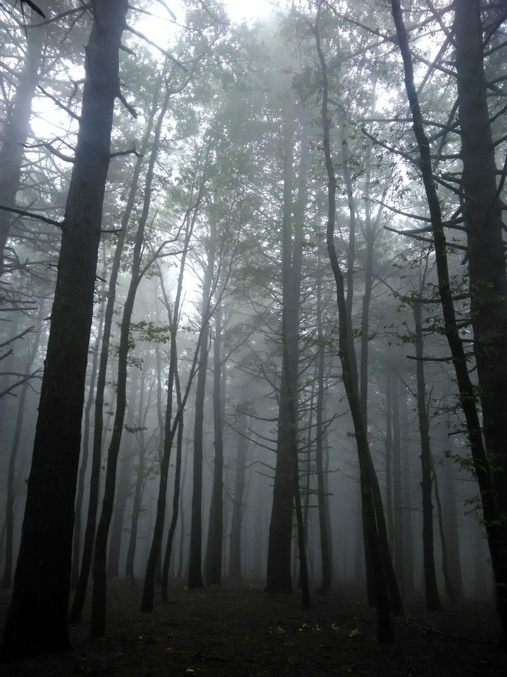 Dark forest