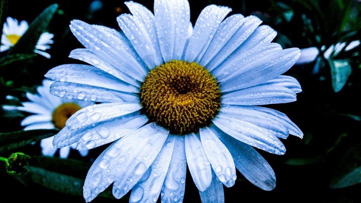 daisy