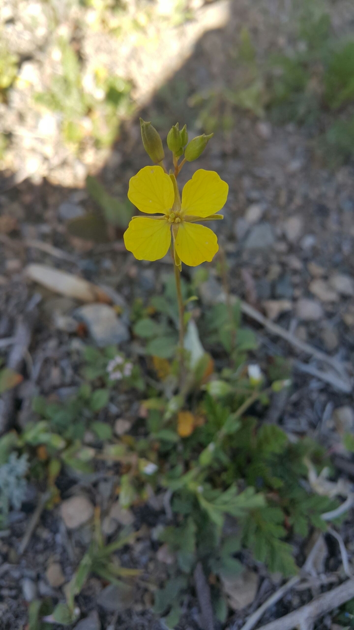 yellow flower