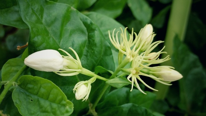jasmine flower