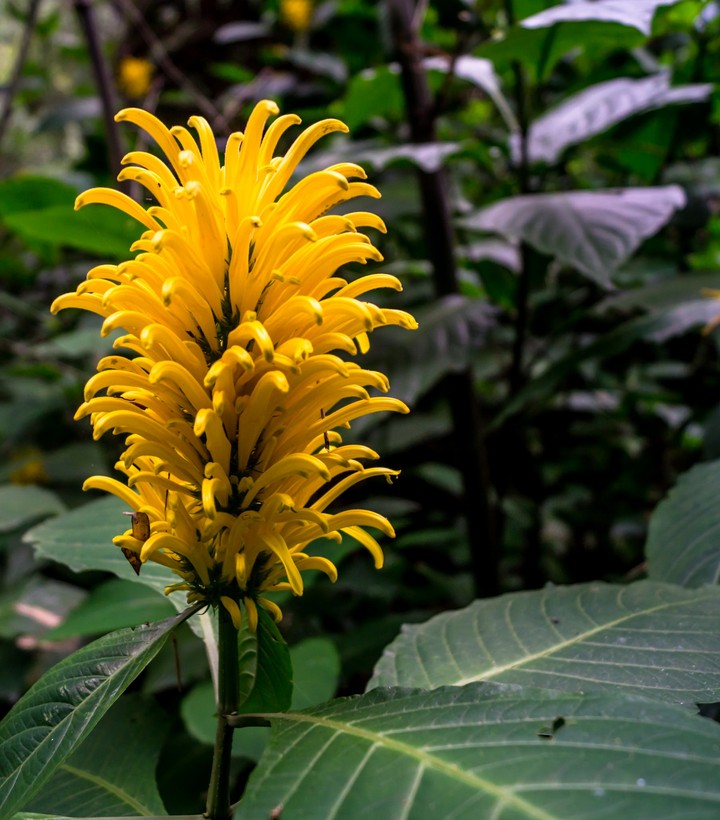 Yellow there