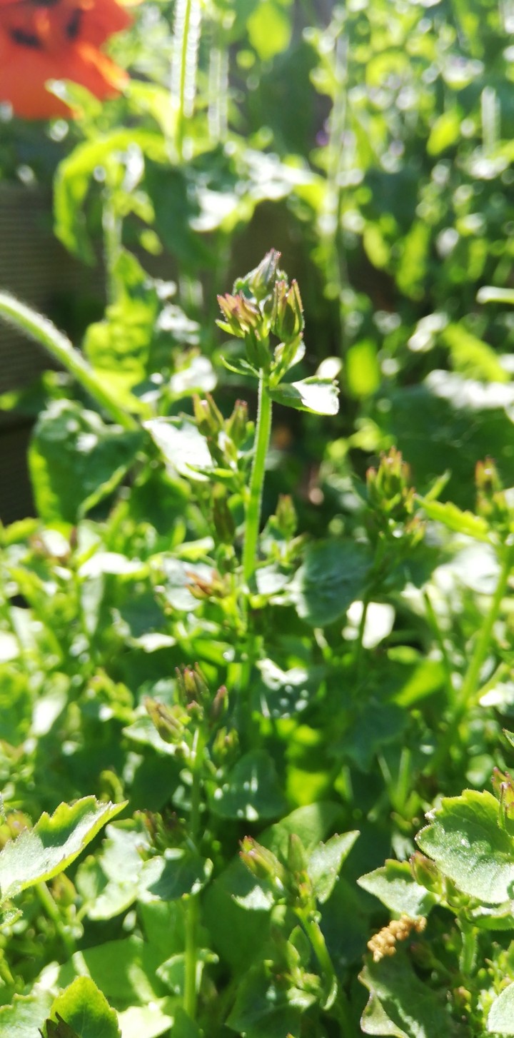 small wonders