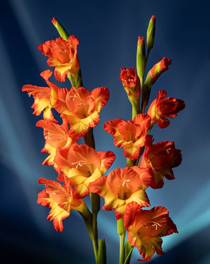 gladiola