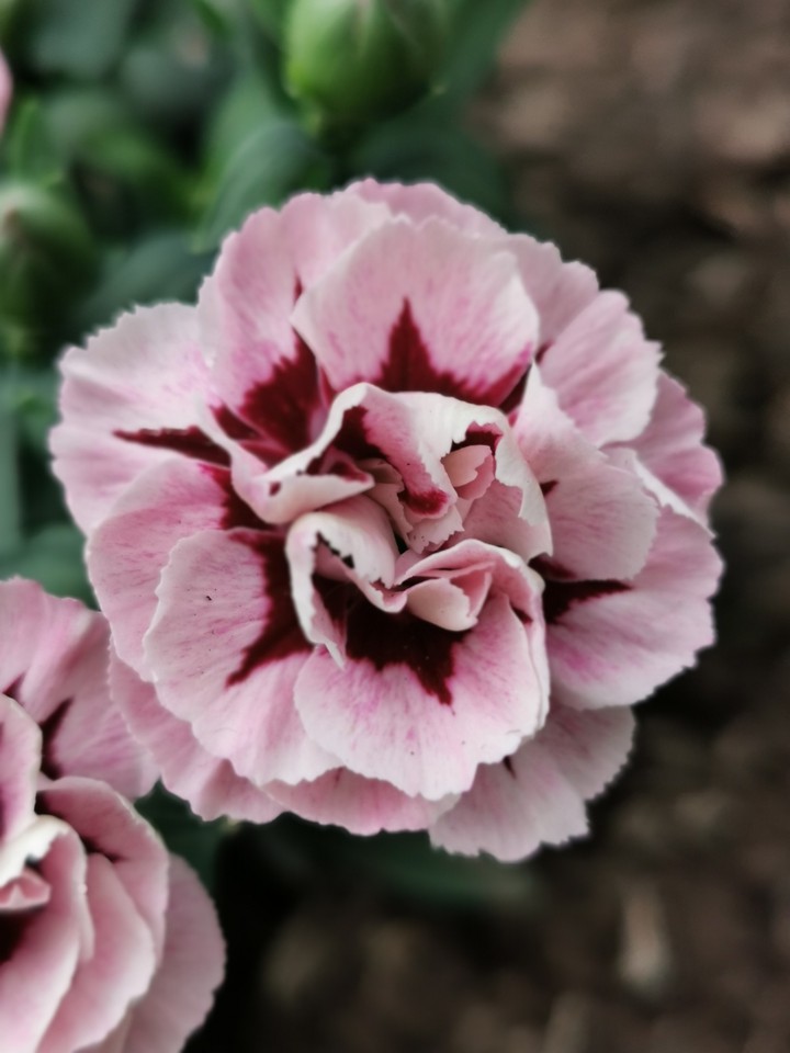 carnations