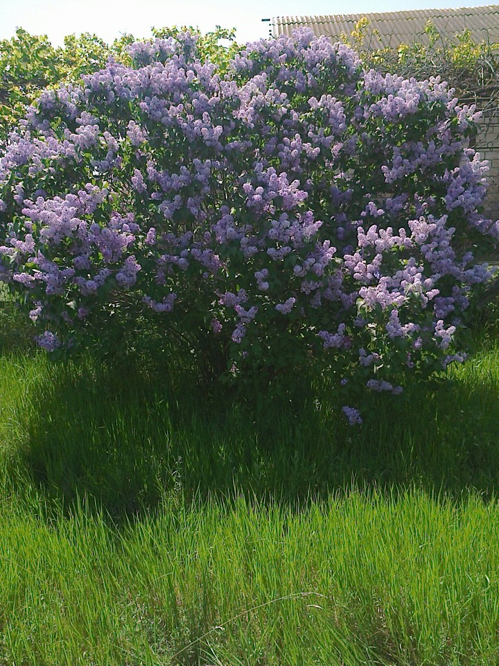 jasmine