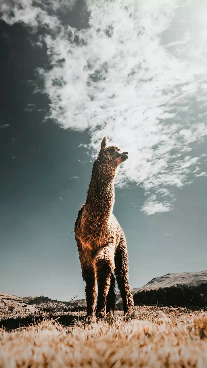 lonely sheep look at sky