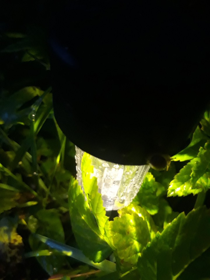 gardens lite 2