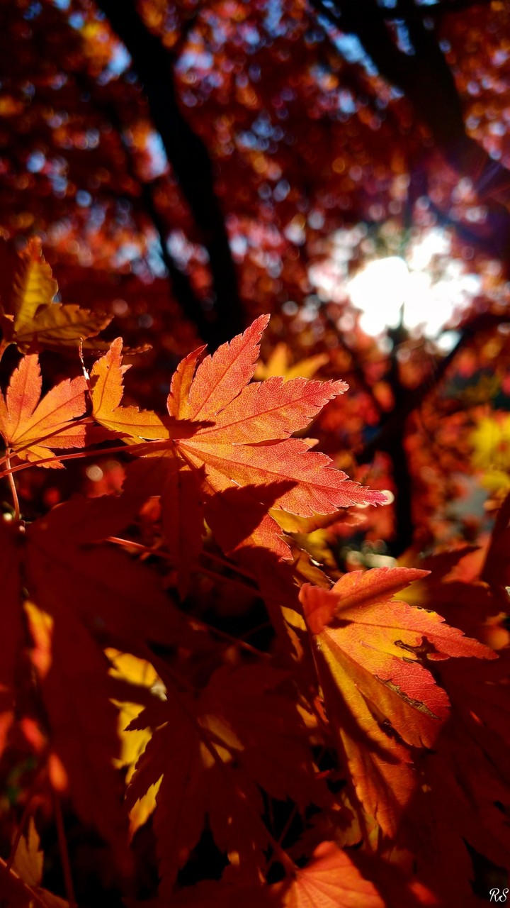 Autumn lovers