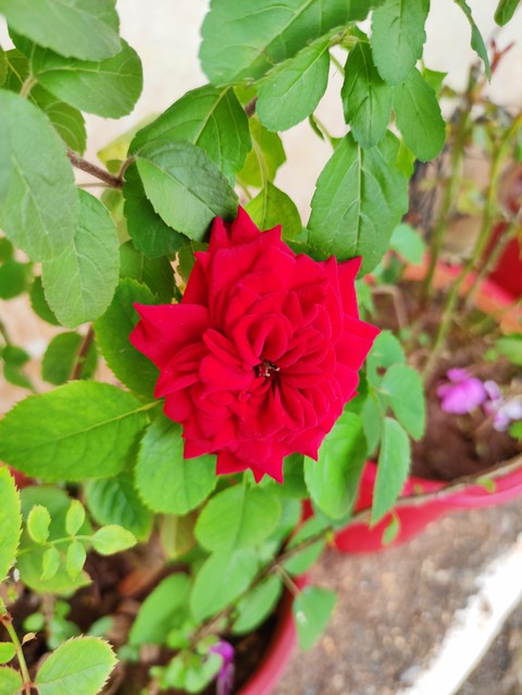 red_rose