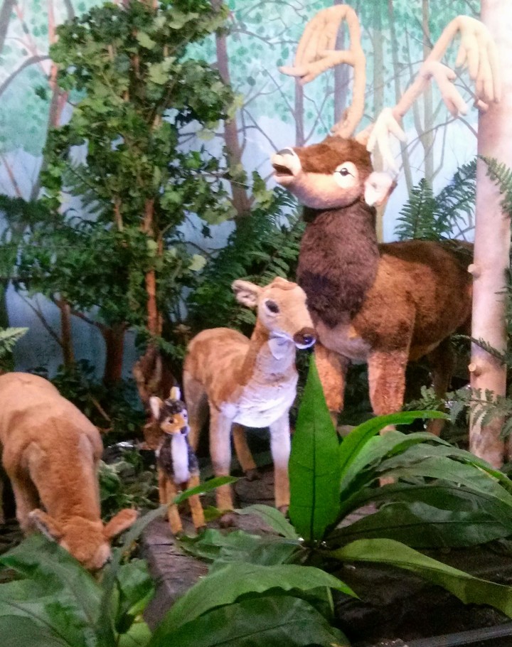deer family