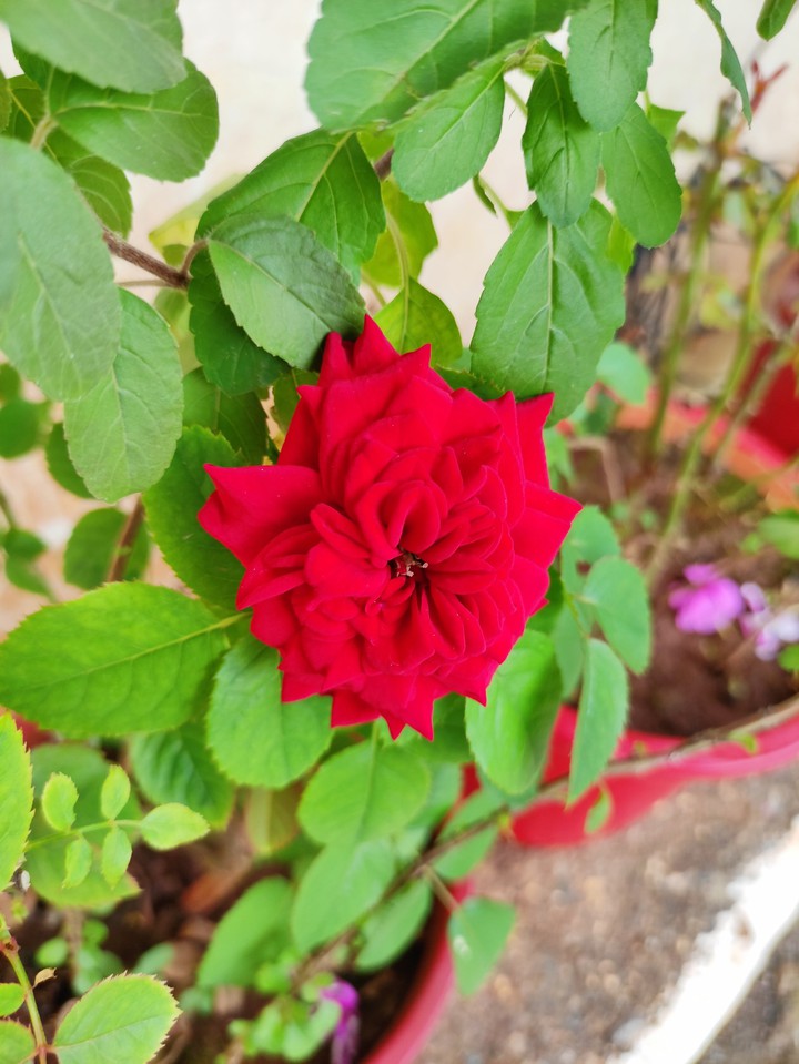 red_rose