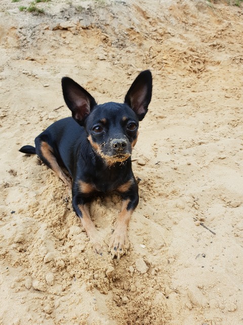 dog