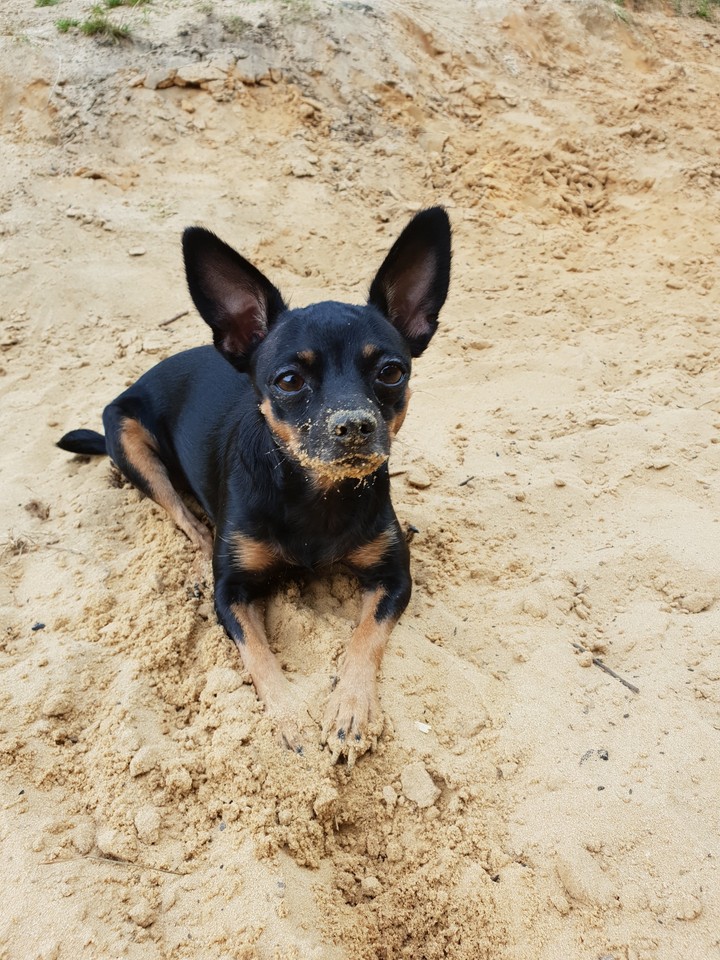 dog