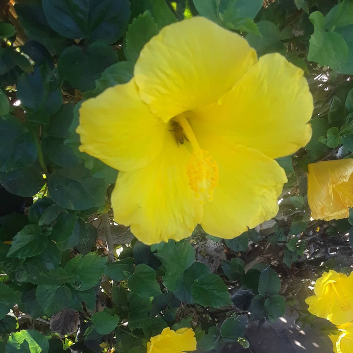 Bee in flower