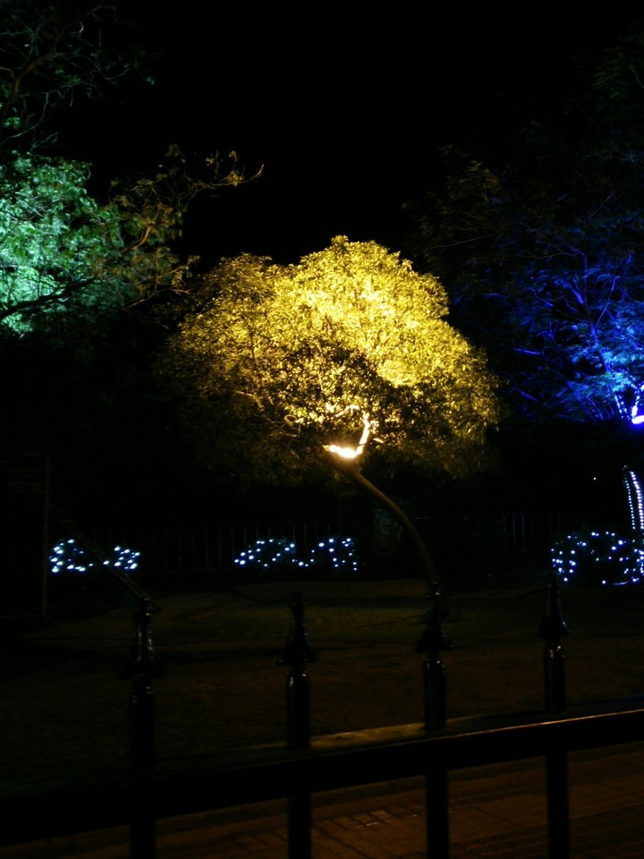 sparkling tree