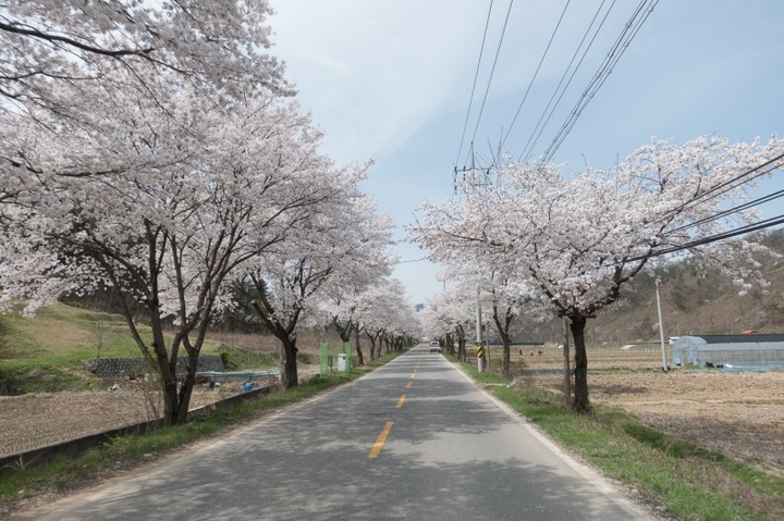 벚꽃