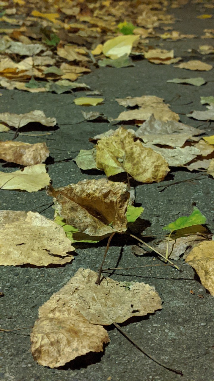 autumn in air