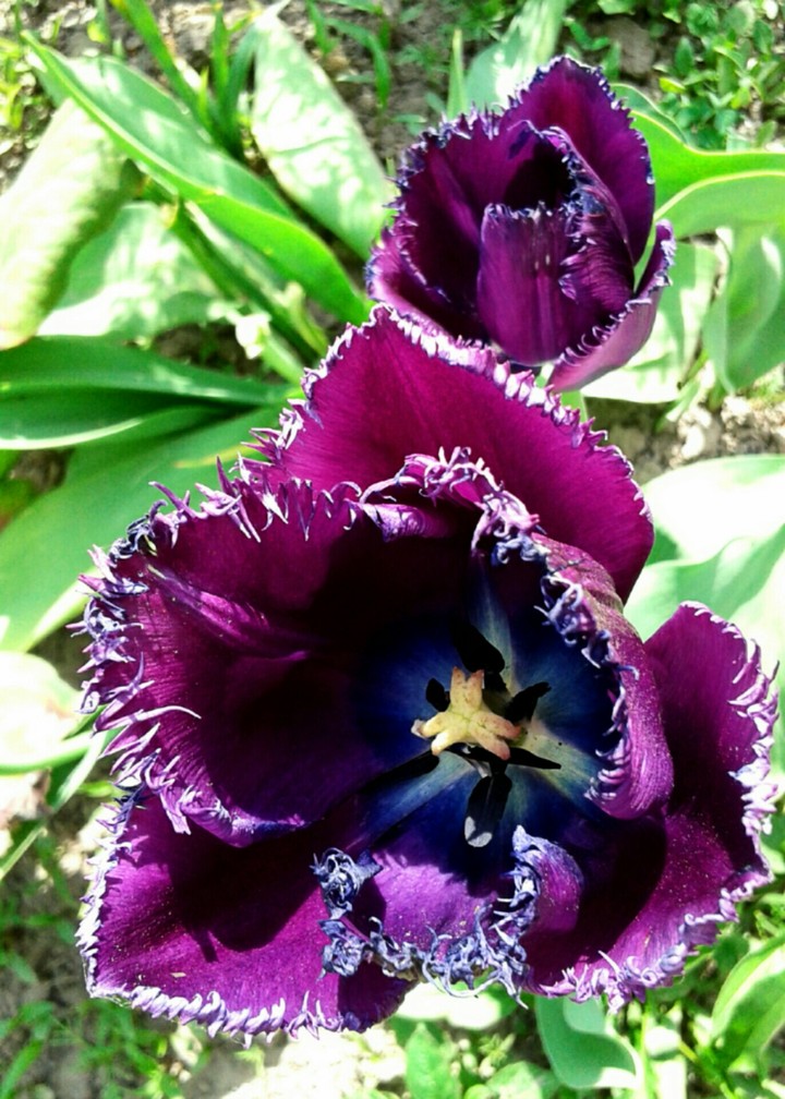 Tulip