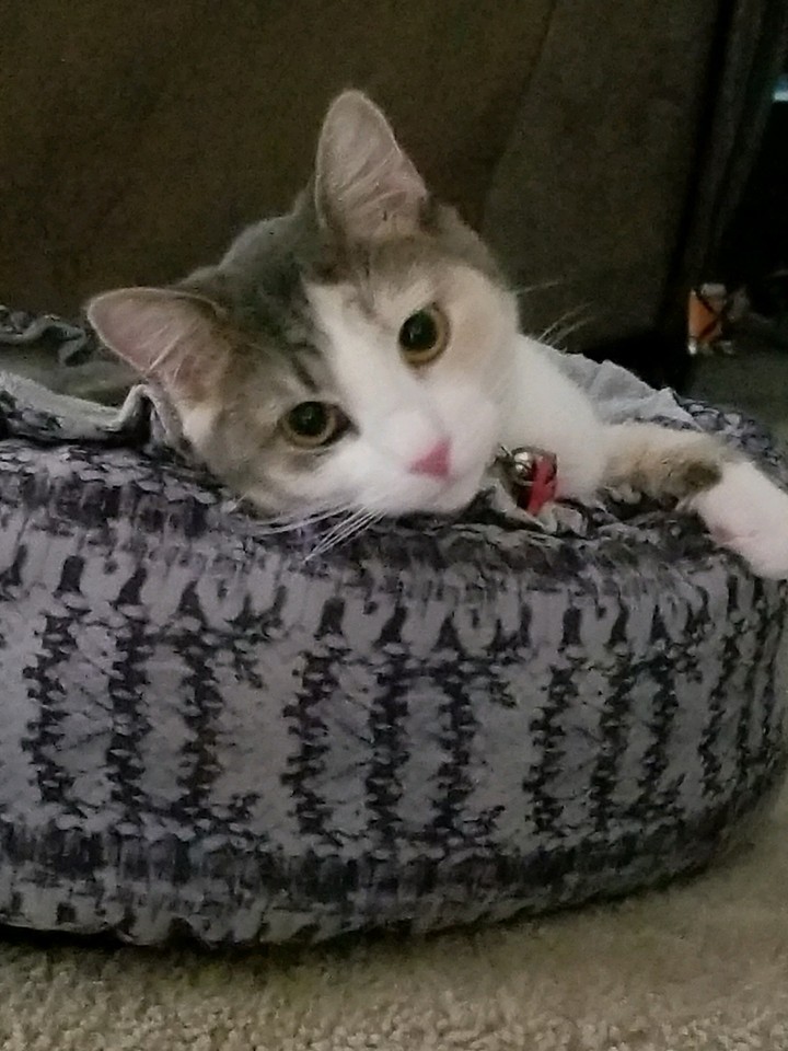 pretty kitty