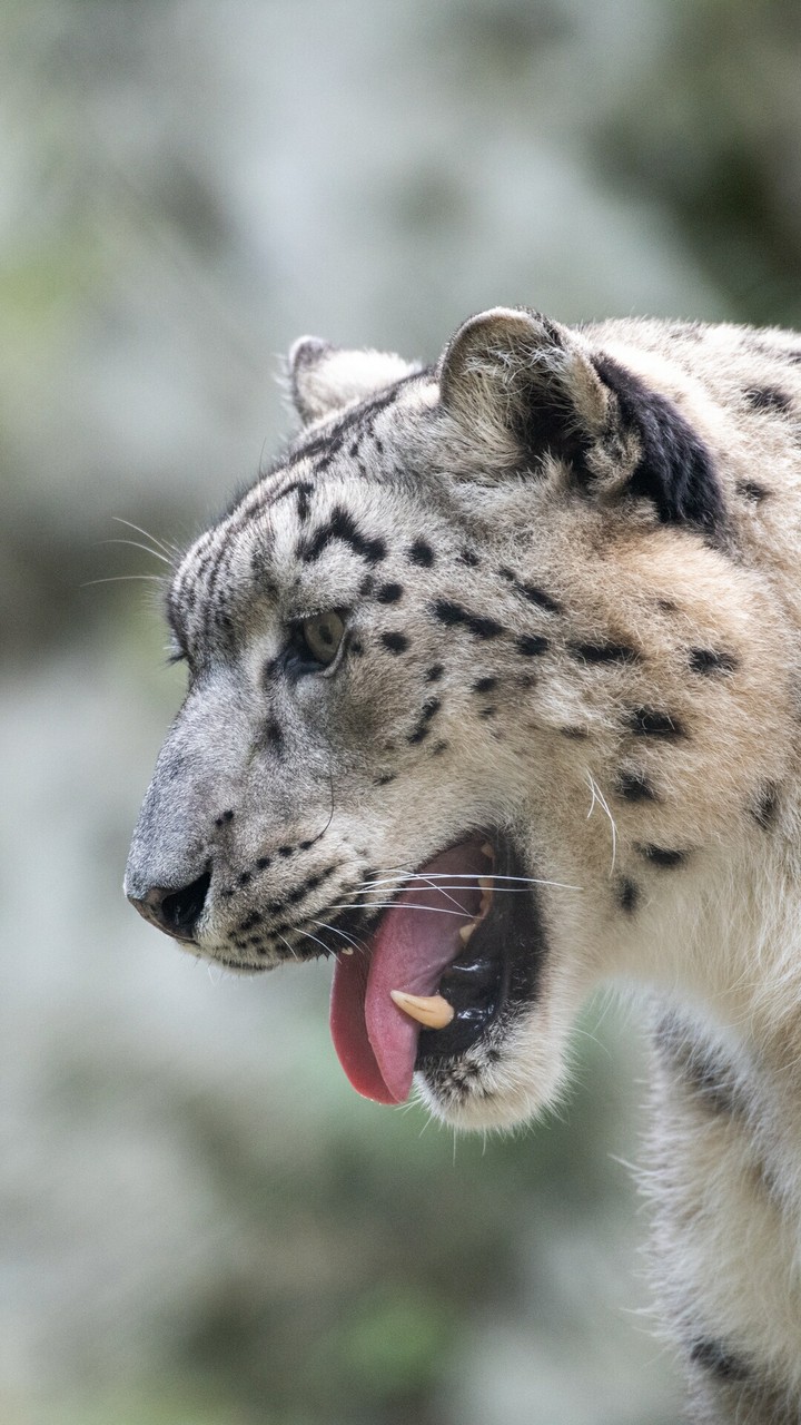 Mountain Leopard...