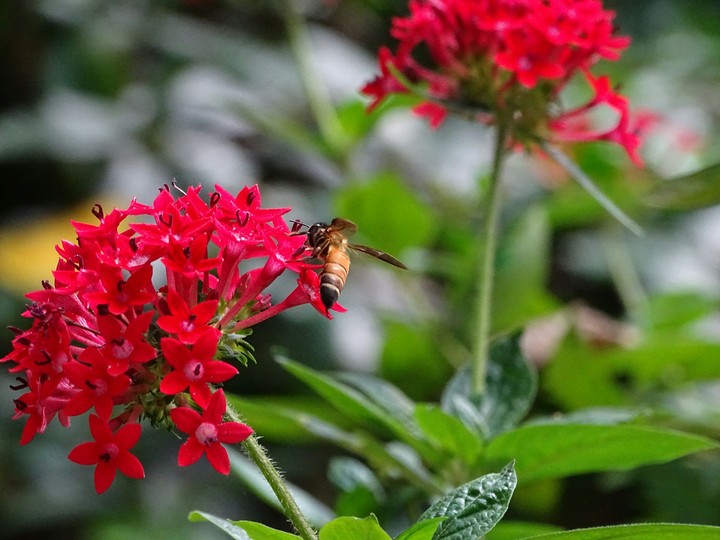 Yercaud - Lakeforest hotel. A honeybee at work