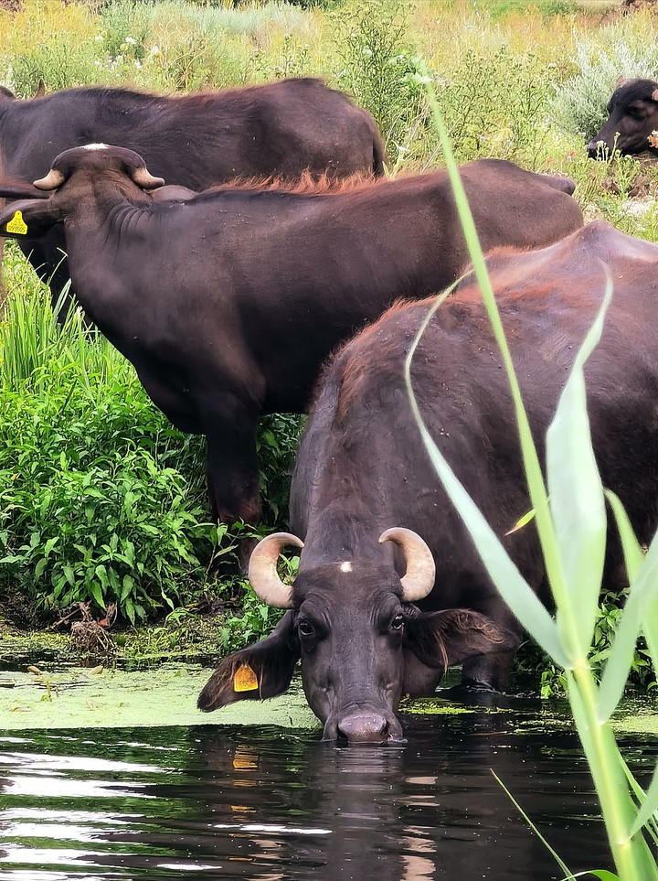 Buffalo