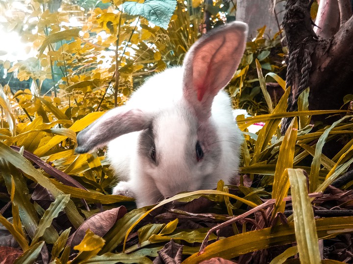 Bunny
