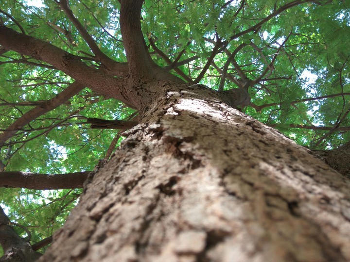 A big tree