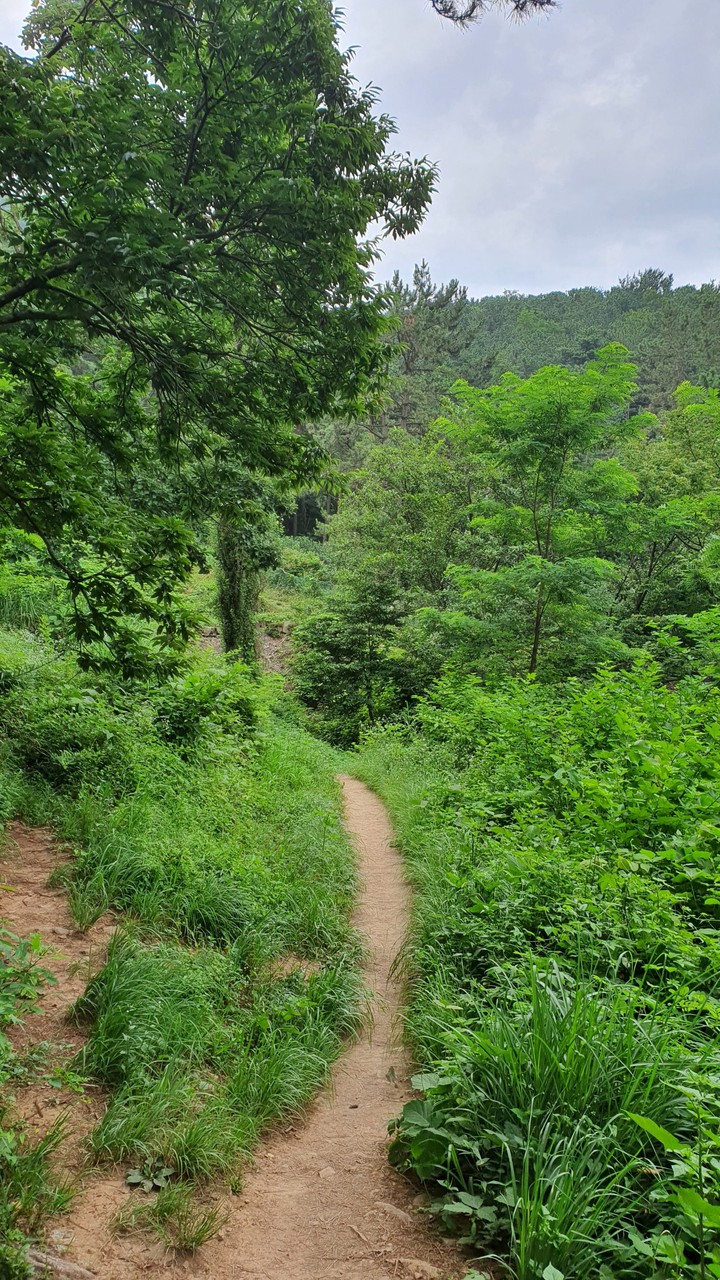숲속길(road in the woods)