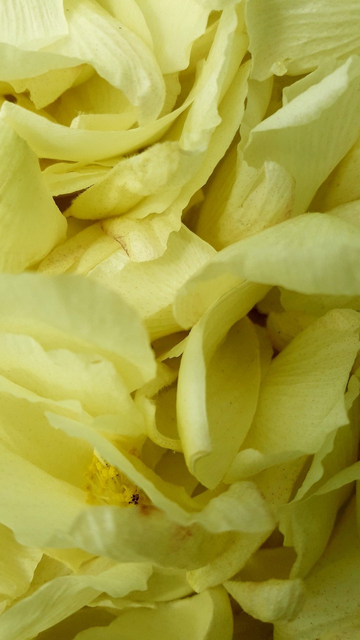 flower petels