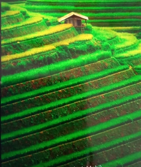 fields
